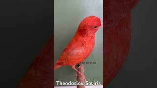 Rot Schimmel in Mauser Zeit Red Lipochrome non intensive in Moulting time Rosso Brinato [upl. by Yntrok]