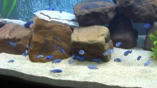 Demasoni African Cichlid Mbuna Fish Tank Malawi 6Ft Tank 120 gallon [upl. by Johna]