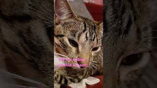 My boys mochie amp boots cats catlover  adorable [upl. by Sergent]