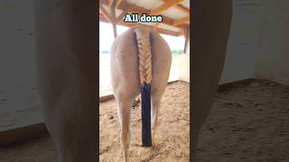 Braiding my mares tail 🤗 Fishtail Braiding and her tail bag 🤌 horse braids equestrian western 🐴 [upl. by Yenaj]