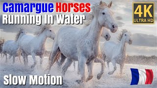 Camargue Horse Running In Water  Slow Motion [upl. by Akirat]