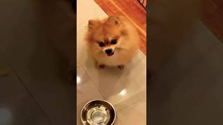 This Pomeranian Needs a Lawyer 🤣￼ [upl. by Ueik]