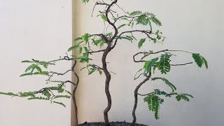 tamarind forest style  bonsai  project 1 [upl. by Fauch]