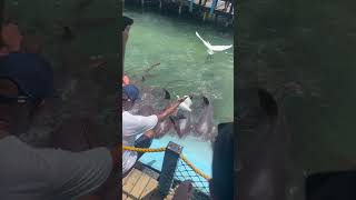 oceanario colombia cartagena parati viral travel views [upl. by Rakia]