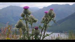 Braes o Balquhidder  Walter Holland [upl. by Sommer]