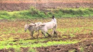 Bullock ploughing paddy fields in Karnataka [upl. by Lil985]