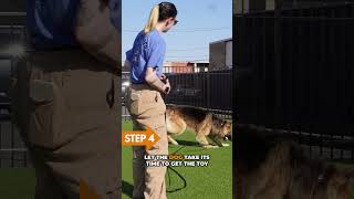 Avoid Sloppy Behavior Chains Here’s How dogtrainerlife yourdog dog rescuedog dogtrainerslife [upl. by Hilaria606]