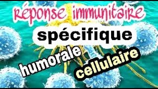 La réponse immunitaire spécifique à médiation humorale et à médiation cellulaire [upl. by Josy958]