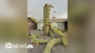 Saguaros toppling over in extreme heat [upl. by Kcirdet]