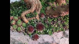 Bonsai Grove in a Stone Pot  Part 2 How to turn a stone into a planter [upl. by Grogan]