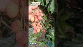 Litchi Fruits Kaisa hota hi lycheejuice organicfarming organic plant shortsvideo fertilizer [upl. by Notloc370]