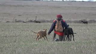 Galgos de campo  Compilado temporada 2024 [upl. by Wearing]