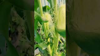 Corn shortvideo [upl. by Lattonia512]