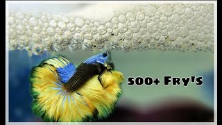 Betta Breeding Tamil  Simple Steps and Tricks [upl. by Mini]