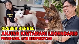 Grebek Kennel Anjing Kintamani Legendaris Di Bali Penghasil AKB Berprestasi [upl. by Imefulo]