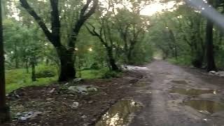 Aarey colony Jungle mumbai shortvideo [upl. by Bernardo869]