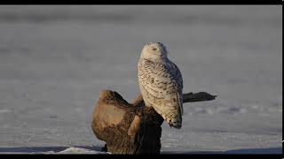 Snowy owl in Orland Grassland [upl. by Sevein]