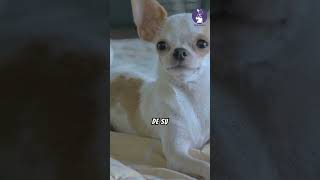 ¿Cuantos tipos de perros chihuahua hay chihuahuas reels chihuahuamexico mascotas [upl. by Niddala]