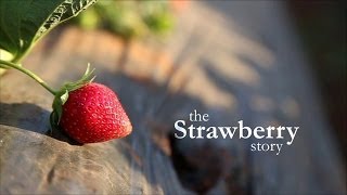 The Strawberry Story Mapro [upl. by Daphne447]