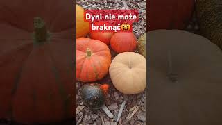 Zaczęły się dyniowe zbiory 🎃 dionp [upl. by Pollie]