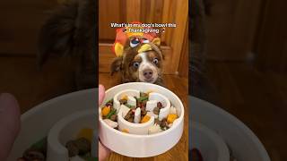 Dog friendly Thanksgiving dinner openfarmpartner openfarmpet [upl. by Oloap]