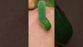 DRAGON CATERPILLARS LifeCycle short version Charaxes jasius [upl. by Stevy823]