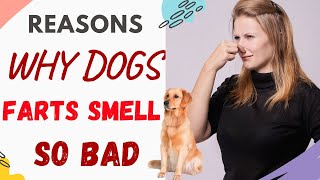 Why Do My Dogs Farts Smell So Bad Reasons Explained [upl. by Kandy]