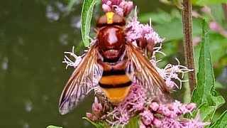 Volucella zonaria  Poda 1761  Syrphidae  Volucelle zonée quotgrosse syrphequot [upl. by Oech]