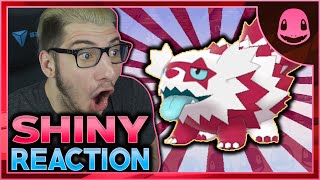 SHINY GALARIAN ZIGZAGOON REACTION  Pokemon Sword and Shield [upl. by Eiba]