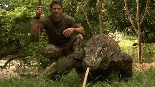 Largest Lizard on Earth  The Komodo Dragon  Deadly 60  Indonesia  Series 3  BBC [upl. by Kirschner]