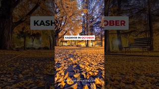 Kashmir in October 💥 kashmir travel viral kashmirtour october [upl. by Elden]