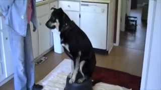 Hip Exercises for Dogs [upl. by Brana432]