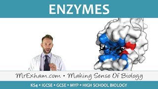 Enzymes  GCSE Biology 91 [upl. by Farah]