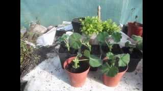 How to Propagate Geraniums from Cuttings [upl. by Sokem565]