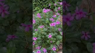 Madagascar periwinkle  Catharanthus roseus  Horticultural Plant  Flower krishi [upl. by Kessia]