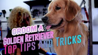 GUIDE✂ How To Groom A Golden Retriever➡7 thing you DIDNT know AND REALLY WORKING [upl. by Arraeit]