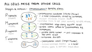 The cell cycle mitosis cancer mitotic index practical binary fission  A Level Biology AQA [upl. by Ahsrop595]