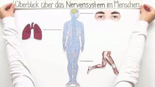 ZENTRALES UND PERIPHERES NERVENSYSTEM  Biologie  Biologie des Menschen Mittelstufe [upl. by Pierrepont]