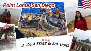 సముద్ర సింహాలు in La Jolla ll Point Loma hilly peninsulall pacific oceanll Sandiago California USA [upl. by Ettezzus124]