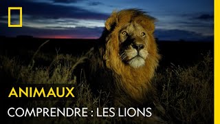 COMPRENDRE  Les lions [upl. by Merwin469]