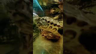 Pasiasty żółw cuteanimal comedy zoo funny amazing animals comedy nature [upl. by Adihahs]