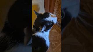 Kicia miauczy rzadkość Kitty meows rare [upl. by Cibis]