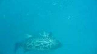 Rook Wahlers Grouper Spearfishing [upl. by Corey195]