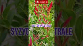 Syzygium australesyzygium australe plantRinkutimevlogshortshortsviralflower [upl. by Gurias63]