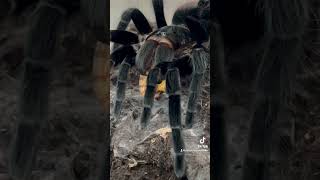 Tlitocatl vagans spider arachnid tarantula petspider inverts tarantulasoftheworld mexican [upl. by Jacobson481]