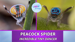 Peacock Spider  Incredible Tiny Dancer [upl. by Gallagher]