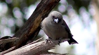 Dusky Woodswallow Artamus cyanopterus [upl. by Wisnicki463]