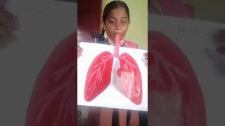 lungs working model science project 🫁🫁subscribe [upl. by Kettie]