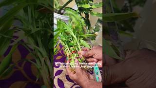 How to grow lucky bamboo from cuttings gardening ytshorts viralshort [upl. by Nellir431]