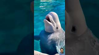 😍WOW beluga sea baluga sound shark animalsfortoddlers funny 0309subhoornaashorts [upl. by Clough75]